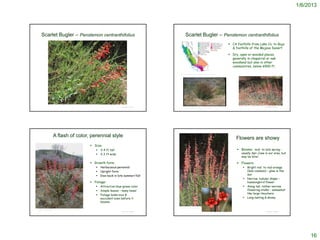 1/6/2013




      Scarlet Bugler – Penstemon centranthifolius                                                                                                 Scarlet Bugler – Penstemon centranthifolius
                                                                                                                                                                                                                  CA foothills from Lake Co. to Baja
                                                                                                                                                                                                                   & foothills of the Mojave Desert

                                                                                                                                                                                                                  Dry, open or wooded places,
                                                                                                                                                                                                                   generally in chaparral or oak
                                                                                                                                                                                                                   woodland but also in other
                                                                                                                                                                                                                   communities, below 6500 ft.

                                                                                                                                         http://ucjeps.berkeley.edu/cgi-bin/get_JM_treatment.pl?7177,7483,7494




                  http://www.researchlearningcenter.org/bloom/species/Penstemon_centranthifolius.htm
                                                                                                                                                                                                                        http://homepage.mac.com/cjbowdish/ManzanaTrailandFigueroaMtMay2008/
                                                                                                                      © Project SOUND                                                                                                                                   © Project SOUND
                                                                                                                                                   © Br. Alfred Brousseau, Saint Mary's College




                          A flash of color, perennial style                                                                                                                                                           Flowers are showy
                                                                                      Size:
                                                                                                      2-4 ft tall                                                                                                     Blooms: mid- to late spring -
                                                                                                      2-3 ft wide                                                                                                        usually Apr-June in our area, but
                                                                                                                                                                                                                          may be later.

                                                                                      Growth form:                                                                                                                    Flowers:
                                                                                                      Herbaceous perennial                                                                                                         Bright red to red-orange
                                                                                                      Upright form                                                                                                                  (less common) – glow in the
                                                                                                      Dies back in late summer/fall                                                                                                 sun
                                                                                                                                                                                                                                    Narrow, tubular shape –
                                                                                      Foliage:                                                                                                                                      hummingbird flower
                                                                                                      Attractive blue-green color                                                                                                  Along tall, rather narrow
                                                                                                      Simple leaves – many basal                                                                                                    flowering stalks – somewhat
                                                                                                                                                                                                                                     like large Heuchera
                                                                                                      Foliage looks nice &
                                                                                                       succulent even before it                                                                                                     Long-lasting & showy
                                                                                                       blooms
                                                                                                                                        http://homepage.mac.com/cjbowdish/ManzanaTrailandFigueroaMtMay2008/

© 2003 Charles E. Jones
                                                                                                                      © Project SOUND                                                                                                                                   © Project SOUND




                                                                                                                                                                                                                                                                                                   16
 