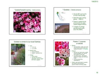 1/6/2013




              * Godetia/Farewell-to-spring – Clarkia amoena                                                                                                           * Godetia – Clarkia amoena

                                                                                                                                                                                                               CA and OR coast north
                                                                                                                                                                                                                of San Francisco Bay
                                                                                                                                                                                                               Generally open, drying
                                                                                                                                                                                                                places, < 1500 ft.
                                                                                                                                 http://ucjeps.berkeley.edu/cgi-
                                                                                                                                 bin/get_JM_treatment.pl?5263,5341,5343
                                                                                                                                                                                                               Found in coastal scrub,
                                                                                                                                                                                                                prairies and dry open
                                                                                                                                                                                                                coastal slopes & bluffs
                                                                                                                                                                                                               A staple of cottage
                                                                                                                                                                                                                gardens world-wide
                                                                                                                                                                                                                since the 1800’s

             http://www.yerbabuenanursery.com/images/garden_weekly/amoena_cu1_wk12_big.jpg
                                                                                                               © Project SOUND                                                                                                                                © Project SOUND
                                                                                                                                 Charles Webber © California Academy of Sciences




            Godeta is similar to our local Clarkias                                                                                                                                                                 Flowers: C. purpurea
                                                                                                                                                                                                                        on steroids
                                                                                     Size:                                                                                                             Blooms:
                                                                                                1-3 ft tall                                                                                                          Spring/summer: usually Apr-June
                                                                                                                                                                                                                       in our area but may be later into
                                                                                                1-2 ft wide
                                                                                                                                                                                                                       summer with water – 2-4 months
                                                                                     Growth form:
                                                                                                                                                                                                        Flowers:
                                                                                                Annual wildflower
                                                                                                                                                                                                                      Glorious two-toned colors: usually
                                                                                                                                 http://www.americanmeadows.com/godetia-seeds?___store=default

                                                                                                Upright, branched form                                                                                                featuring magenta, but may be
                                                                                                                                                                                                                       more purple or more pink
                                                                                     Foliage:
                                                                                                                                                                                                                      Incredibly showy – like Elegant
                                                                                                Leaves simple
                                                                                                                                                                                                                       Clarkia but larger and often more
                                                                                                Typically blue-green to                                                                                               bright
                                                                                                 gray-green – may be tinged
                                                                                                                                                                                                                      Attracts butterflies,
                                                                                                 with red or magenta
                                                                                                                                                                                                                       hummingbirds

                                                                                                                                                                                                        Seeds: many small seeds in capsules –
                                                                                                                                                                                                              will reseed on bare ground or
                                                                                                                                                                                                              gravel/crushed rock mulch; edible
© 2002 George Jackson                                                                                          © Project SOUND      © 2002 George Jackson                                        http://www.rampantscotland.com/colour/supplement070818.htm   © Project SOUND




                                                                                                                                                                                                                                                                                     18
 