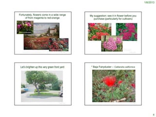 1/6/2013



Fortunately, flowers come in a wide range                                                                                                                            My suggestion: see it in flower before you
     of from magenta to red-orange                                                                                                                                      purchase (particularly for cultivars)




Cercis occidentales




                                                                                                                                                                                                                        http://www.bakati.net/
                                                                                                                                                                 http://www.flickr.com/photos/gingermaddy/3778792586/




                                                                                                                                                                                                                                                 http://www.ginnysherbs.com/

                                                                                                          Keckiella cordifolia                                                                                                                   catalog/product_info.php?pro
                                                                                                                                                                                                                                                 ducts_id=197&language=en

     http://www.traderscity.com/board/products-1/offers-to-sell-and-export-1/red-flower-field-garden-oil-painting-fine-art-from-china-57588/
                                                                                                                                               © Project SOUND                                                                                                       © Project SOUND
      http://doves2day.blogspot.com/2011/04/pink-saturday-native-pink.html




  Let’s brighten up this very green front yard                                                                                                                            * Baja Fairyduster – Calliandra californica




                                                                                                                                               © Project SOUND                                                                                                       © Project SOUND




                                                                                                                                                                                                                                                                                             4
 