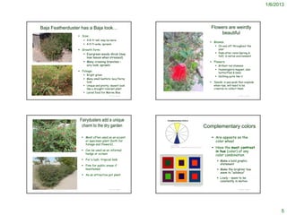 1/6/2013



              Baja Featherduster has a Baja look…                                                                                                                                                   Flowers are weirdly
                                                                                                                                                                                                         beautiful
                                                                               Size:
                                                                                  4-8 ft tall; may be more
                                                                                                                                                                                                    Blooms:
                                                                                  4-5 ft wide; sprawls
                                                                                                                                                                                                       On and off throughout the
                                                                               Growth form:                                                                                                            year
                                                                                  Evergreen woody shrub (may                                                                                          Peak after rains (spring &
                                                                                                                                                                                                        fall) in native environment
                                                                                   lose leaves when stressed)
                                                                                  Many crossing branches –                                                                                         Flowers:
                                                                                   airy look; sprawls                                                                                                  Brillant red stamens
                                                                                                                                                                                                       Hummingbird magnet; also
                                                                               Foliage:
                                                                                                                                                                                                        butterflies & bees
                                                                                  Bright green
                                                                                                                                                                                                       Nothing quite like it
                                                                                  Many small leaflets; lacy/ferny
                                                                                   look                                                                                                             Seeds: in pea pods that explode
                                                                                  Unique and pretty; doesn’t look                                                                                   when ripe; will need to be
                                                                                   like a drought-tolerant plant                                                                                     creative to collect them
                                                                                  Larval food for Marine Blue         http://www.calflora.net/bloomingplants/bajafairyduster.html


http://www.theodorepayne.org/gallery/pages/C/Calliandra_californica.htm                              © Project SOUND                                                                                                     © Project SOUND




                                                                               Fairydusters add a unique
                                                                                charm to the dry garden                                                                                          Complementary colors

                                                                                 Most often used as an accent                                                                                       Are opposite on the
                                                                                  or specimen plant (both for                                                                                         color wheel
                                                                                  foliage and flowers)
                                                                                                                                                                                                     Have the most contrast
                                                                                                                                  http://www.fiber-
                                                                                                                                  images.com/Free_Things/Reference_Charts/color_wheel.ht


                                                                                 Can be used as an informal
                                                                                                                                  m

                                                                                                                                                                                                      in hue (color) of any
 http://www.wildscaping.com/plants/plantprofiles/Calliandra_californica.htm
                                                                                  hedge or screen                                                                                                     color combination
                                                                                 For a lush, tropical look                                                                                              Make a bold graphic
                                                                                 Fine for public areas if                                                                                                statement
                                                                                  maintained                                                                                                             Make the brighter hue
                                                                                                                                                                                                          seem to “advance”
                                                                                 As an attractive pot plant
                                                                                                                                                                                                         Lively – seem to be
                                                                                                                                                                                                          constantly in motion
                                                                                                                                         http://hort.ifas.ufl.edu/TEACH/floral/complements.jpg


                                                                                                     © Project SOUND                                                                                                     © Project SOUND
 http://www.elnativogrowers.com/Photographs_page/calcal.htm




                                                                                                                                                                                                                                                 5
 