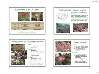 1/6/2013




                      Fairydusters of the CA Desert                                                                                                      * Pink Fairy Duster – Calliandra eriophylla
                                                                                                                                                                                                                     Sonoran Desert from CA & Baja to
                                                                                                                                                                                                                      W. Texas
                                                                                                                                                                                                                     Dry, gravelly slopes & mesas ; often
                                                                                                                                                                                                                      in beds of intermittent streams,
                                                                                                                                                                                                                      bajadas, washes, etc. - rocky, sandy
                                                                                                                                                                                                                     In Spanish, Cabeza de angel refers
                                                                                                                                                                                                                      to an angel's head or angel's hair
                                                                                                                                               http://www.graniteseed.com/seeds/seed.php?id=Calliandra_eriophylla


                                                           C. californica                                          C. eriophylla
                                                     more vase shaped,                                             low growing,
             form
                                                           open                                                     more dense
              size                                  2 to 4 times larger                                              (smaller)
            bloom                                   bright red flowers                                            whitish or pink
             fruit                                              seed pod                                         seed pod (same)
 http://ag.arizona.edu/pima/gardening/aridplants/Calliandra_eriophylla.html



                               Note: the two species will hybridize                                                                                                                                                        http://www.saguaro-juniper.com/i_and_i/flowers/fairy_duster/fairy_duster.html
                                                                                                                          © Project SOUND                                                                                                                                   © Project SOUND
                                                                                                                                                 http://www.wildflower.org/plants/result.php?id_plant=CAER




 Pink Fairyduster is a nice sized accent shrub                                                                                                                                                                              Flowers: ooh-la-la!!
                                                                                             Size:                                                                                                                       Blooms:
                                                                                                    3-5+ ft tall (depends on water)                                                                                                  Just after the rains - usually
                                                                                                    4-6+ ft wide                                                                                                                      Jan-Apr in Western L.A. Co.
                                                                                                                                                                                                                                      Will bloom off and on
                                                                                             Growth form:                                                                                                                             depending on watering
                                                                                                         Woody shrub                                                                                                                  schedule
                                                                                                         Mounded/upright to sprawling;
                                                                                                          can grow around existing
                                                                                                                                             http://www.calflora.net/losangelesarboretum/whatsbloomingmay07C.html
                                                                                                                                                                                                                          Flowers:
http://www.public.asu.edu/~camartin/plants/Plant%20html%20files/calliandraeriophylla.html
                                                                                                          shrubs                                                                                                                 Pink: bright to very pale
                                                                                                         Light-colored bark                                                                                                     The long, pink filaments of
                                                                                                                                                                                                                                  the stamens that make the
                                                                                             Foliage:                                                                                                                            showy display
                                                                                                         Bright to medium green                                                                                                 Plant has a fluffy pink
                                                                                                         Binnately pinnate – small pinna                                                                                         appearance in full bloom
                                                                                                          (like Acacia)                                                                                                          Big attraction for large
                                                                                                                                                                                                                                  butterflies & hummingbirds!
                                                                                             Roots: nitrogen-fixing bacteria;
                                                                                                rhizomatous – will slowly spread
                                                                                    © 2005 Dr. Amadej Trnkoczy
 http://www.fourdir.com/p_fairy_duster.htm                                                                                © Project SOUND                                                                                                                                   © Project SOUND
                                                                                                                                            http://www.sagebud.com/fairyduster-calliandra-eriophylla/




                                                                                                                                                                                                                                                                                                                 7
 