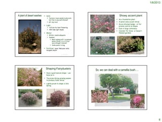 1/6/2013



A plant of desert washes                                                          Soils:                                                                                                                                                                   Showy accent plant
                                                                                      Texture: loves sandy/rocky soils
                                                                                       but fine in any well-drained                                                                                                                                As a foundation plant
                                                                                      pH: any local                                                                                                                                               A water-wise accent shrub
                                                                                                                                                                                                                                                   As an informal hedge – or for
                                                                                  Light:                                                                                                                                                           erosion control on slopes
                                                                                           Full sun for best flowering
                                                                                                                                                                                                                                                   Even in large containers
                                                                                           Will take light shade
                                                                                                                                                                                                                                                   Consider for Asian or Desert-
                                                                                  Water:                                                               http://www.flickr.com/photos/36517976@N06/4307505066/
                                                                                                                                                                                                                                                    themed gardens
                                                                                      Winter: needs adequate
                                                                                      Summer:
                                                                                         Best looking with occasional
                                                                                          water (Zone 1-2 or 2) but
                                                                                          very drought tolerant
                                                                                         Some water in Aug.

                                                                                  Fertilizer: none; likes poor soils;
                                                                                    inorganic mulch

    Glenn and Martha Vargas © California Academy of Sciences                                                                     © Project SOUND                                                                                                                                           © Project SOUND
                                                                                                                                                       http://ag.arizona.edu/pima/gardening/aridplants/Calliandra_eriophylla.html




                                                                                   Shaping Fairydusters
                                                                                                                                                                        So, we can deal with a camellia bush….
                                                                                  Have a good natural shape – can
                                                                                   leave as is

                                                                                  Tip-prune during growing season
                                                                                   to produce fuller shrub

                                                                                  Lightly prune to shape in late
                                                                                   spring
http://www.flickr.com/photos/36517976@N06/4307505066/




                                                                                                                                                                                                                                    http://www.fireflyforest.com/flowers/299/calliandra-
                                                                                    http://www.elnativogrowers.com/Photographs_page/caleri.htm SOUND
                                                                                                                                   © Project                                                                                        eriophylla-fairyduster/                                © Project SOUND
http://www.avondale.watersavingplants.com/eplant.php?plantnum=1346&return=b_aC




                                                                                                                                                                                                                                                                                                                   8
 