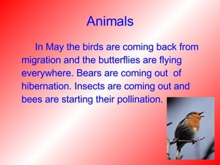 Animals   In May the birds are coming back from migration and the butterflies are flying everywhere. Bears are coming out  of hibernation. Insects are coming out and bees are starting their pollination. 