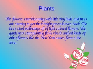 Plants The flowers start blooming with little tiny buds and trees are starting to get their bright green leaves back. The bees start pollinating off of light colored flowers. The gardeners start planting flower beds and all kinds of other flowers like the New York states flower, the rose. 