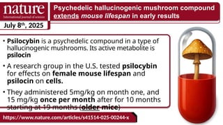 • Psilocybin is a psychedelic compound in a type of
hallucinogenic mushrooms. Its active metabolite is
psilocin
• A research group in the U.S. tested psilocybin
for effects on female mouse lifespan and
psilocin on cells.
• They administered 5mg/kg on month one, and
15 mg/kg once per month after for 10 months
starting at 19 months (older mice)
https://www.nature.com/articles/s41514-025-00244-x
July 8th
, 2025
Psychedelic hallucinogenic mushroom compound
extends mouse lifespan in early results
 