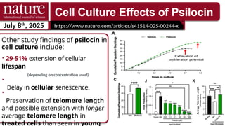 July 8th
, 2025 https://www.nature.com/articles/s41514-025-00244-x
Other study findings of psilocin in
cell culture include:
29-51% extension of cellular
lifespan
(depending on concentration used)
Delay in cellular senescence.
Preservation of telomere length
and possible extension with longer
average telomere length in
treated cells than seen in young
Cell Culture Effects of Psilocin
 