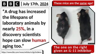 July 17th, 2024
https://www.bbc.com/news/articles/cv2gr3x3xkno
These mice are the same age!
The one on the right
given an IL-11 inhibitor.
“A drug has increased
the lifespans of
laboratory animals by
nearly 25%, in a
discovery scientists
hope can slow human
aging too.”
 