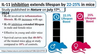 IL-11 inhibition extends lifespan by 22-25% in mice
• IL-11 involved in inflammation-
fibrosis. IL-11 increases with age.
• IL-11 inhibition extended lifespan
in male and female mice
• Effective in young and older mice
• Survival curves note that 40-50%
of the treated mice alive at study
compared to 10% of controls.
https://www.nature.com/articles/s41586-024-07701-9
Study published in Nature on July 17th
,
2024
22.5%
Lifespan
Boost
25%
Lifespan
Boost
 