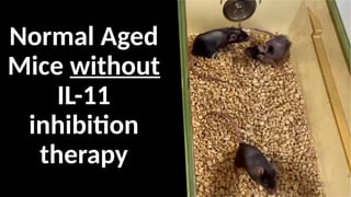 Normal Aged
Mice without
IL-11
inhibition
therapy
 