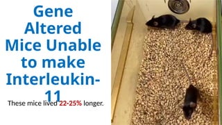 Gene
Altered
Mice Unable
to make
Interleukin-
11
These mice lived 22-25% longer.
 