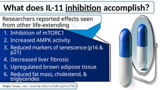 What does IL-11 inhibition accomplish?
https://www.nature.com/articles/s41586-024-07701-9
Researchers reported effects seen
from other life-extending
interventions:
1. Inhibition of mTORC1
2. Increased AMPK activity
3. Reduced markers of senescence (p16 &
p21)
4. Decreased liver fibrosis
5. Upregulated brown adipose tissue
6. Reduced fat mass, cholesterol, &
triglycerides
7. Improved insulin sensitivity
 