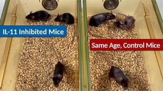 IL-11 Inhibited Mice
Same Age, Control Mice
 