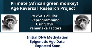 Initial DNA Methylation
Epigenetic Age Data
Expected Soon
Primate (African green monkey)
Age Reversal Research Project
In vivo Cellular
Reprogramming
Using OSK
Yamanaka Factors
 
