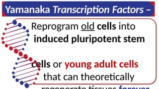 Reprogram old cells into
induced pluripotent stem
cells or young adult cells
that can theoretically
Yamanaka Transcription Factors –
 