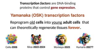 Reprogram old cells into young adult cells that
can theoretically regenerate tissues forever.
Cells-2006 Mice-2022-2024 Monkeys-2025 Humans-2027?
Yamanaka (OSK) transcription factors
Transcription factors are DNA-binding
proteins that control gene expression.
 
