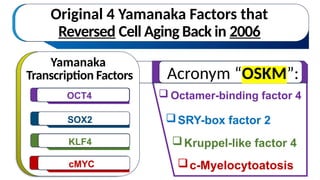  Octamer-binding factor 4
Original 4 Yamanaka Factors that
Reversed Cell Aging Back in 2006
Yamanaka
Transcription Factors
OCT4
KLF4
SOX2
cMYC
Acronym “OSKM”:
c-Myelocytoatosis
SRY-box factor 2
Kruppel-like factor 4
 