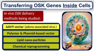 Lipid nano-particles
AAV9 vector (adeno-associatedvirus)
Chemical reprogramming
Polymer & Plasmid-based vector
In vivo OSK delivery
methods being studied:
Transferring OSK Genes Inside Cells
 