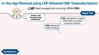 OSK
Enters cell
through outer
membrane
mRNA-OSK
released inside cell
In Vivo Age Reversal using LNP delivered OSK Yamanaka factors
mRNA converted by
ribosome into OSK
O
S
K
Aged Cell
OSK delivered
inside nucleus
Nucleus
Cytoplasm
(lipid nanoparticle) carrying mRNA-OSK)
LNP
OSK reprograms nuclear
DNA back to youthful
structure-function
 