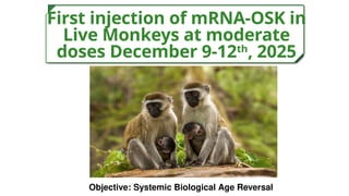 First injection of mRNA-OSK in
Live Monkeys at moderate
doses December 9-12th
, 2025
Objective: Systemic Biological Age Reversal
 