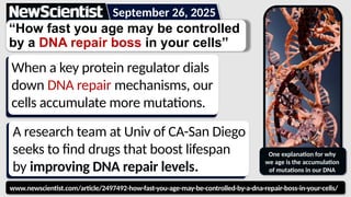 www.newscientist.com/article/2497492-how-fast-you-age-may-be-controlled-by-a-dna-repair-boss-in-your-cells/
“How fast you age may be controlled
by a DNA repair boss in your cells”
When a key protein regulator dials
down DNA repair mechanisms, our
cells accumulate more mutations.
September 26, 2025
A research team at Univ of CA-San Diego
seeks to find drugs that boost lifespan
by improving DNA repair levels.
One explanation for why
we age is the accumulation
of mutations in our DNA
 