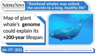 Map of giant
whale’s genome
could explain its
>200-year lifespan.
https://www.sciencenews.org/article/bowhead-whales-may-unlock-secrets-long-healthy-life
“Bowhead whales may unlock
the secrets to a long, healthy life”
Jan. 23rd
, 2015
 