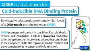 Bowhead whales produce extremely high levels
of a DNA-repair protein known as CIRBP.
Cold-Inducible RNA Binding Protein
CIRBP is an acronym for:
CIRBP promotes cell survival in conditions like cold shock,
hypoxia, and UV radiation. It acts as a DNA repair modulator,
with strong expression in bowhead whales that contributes
to their longevity. CIRBP also regulates circadian rhythms and
plays complex roles in cancer and inflammation. CIRBP
 