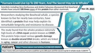 https://www.ndtv.com/science/humans-could-live-up-to-200-years-and-the-secret-may-lie-in-whales-study-11200797
https://www.nature.com/articles/s41586-025-09694-5
“Humans Could Live Up To 200 Years, And The Secret May Lie In Whales”
Scientists including Vera Gorbunova and Andrei Seluanov discovered that bowhead
whales have around 100 times more of this protein than other mammals.
Researchers studying the Bowhead whale, a species
known to live for nearly two centuries, have
identified a protein that may help explain its
remarkable longevity and resistance to disease.
The study found that the whales produce extremely
high levels of a DNA-repair protein known as CIRBP.
This protein helps repair serious genetic damage
known as double-strand DNA breaks, which are linked
to aging, cancer and other diseases in humans.
Nov 28, 2025
 