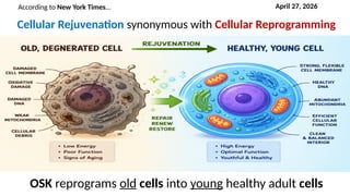 Cellular Rejuvenation synonymous with Cellular Reprogramming
OSK reprograms old cells into young healthy adult cells
According to New York Times… April 27, 2026
 