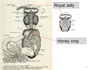 10
Honey crop
Royal Jelly
 