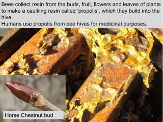 Horse Chestnut bud
Bees collect resin from the buds, fruit, flowers and leaves of plants
to make a caulking resin called ‘propolis’, which they build into the
hive.
Humans use propolis from bee hives for medicinal purposes.
11
 