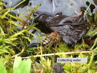 Collecting water
12
 