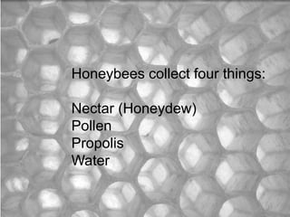 Honeybees collect four things:
Nectar (Honeydew)
Pollen
Propolis
Water
13
 