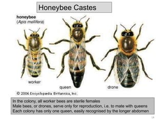 In the colony, all worker bees are sterile females
Male bees, or drones, serve only for reproduction, i.e. to mate with queens
Each colony has only one queen, easily recognised by the longer abdomen
Honeybee Castes
14
 
