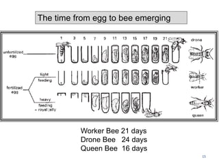 The time from egg to bee emerging
Worker Bee 21 days
Drone Bee 24 days
Queen Bee 16 days
15
 