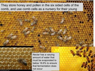 They store honey and pollen in the six sided cells of the
comb, and use comb cells as a nursery for their young
Nectar has a varying
amount of water that
must be evaporated to
below 18.6% to ensure
that fermentation does
not occur
17
 