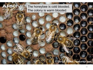 The honeybee is cold blooded.
The colony is warm blooded.
18
 