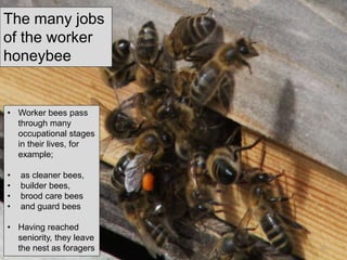 • Worker bees pass
through many
occupational stages
in their lives, for
example;
• as cleaner bees,
• builder bees,
• brood care bees
• and guard bees
• Having reached
seniority, they leave
the nest as foragers
The many jobs
of the worker
honeybee
20
 