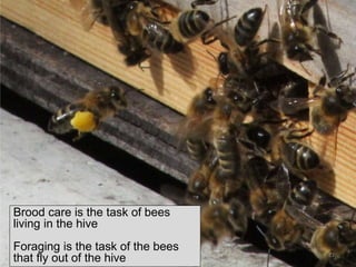 Brood care is the task of bees
living in the hive
Foraging is the task of the bees
that fly out of the hive 21
 