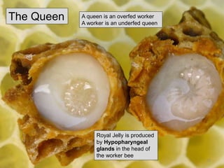 Royal Jelly is produced
by Hypopharyngeal
glands in the head of
the worker bee
A queen is an overfed worker
A worker is an underfed queen
The Queen
22
 