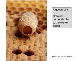 Photo by: Eric Tourneret -
A queen cell
Created
perpendicular
to the worker
brood
23
 