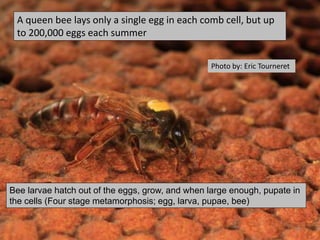 Photo by: Eric Tourneret
A queen bee lays only a single egg in each comb cell, but up
to 200,000 eggs each summer
Bee larvae hatch out of the eggs, grow, and when large enough, pupate in
the cells (Four stage metamorphosis; egg, larva, pupae, bee)
24
 