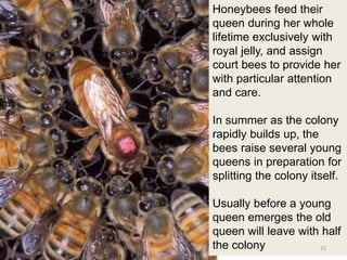 Honeybees feed their
queen during her whole
lifetime exclusively with
royal jelly, and assign
court bees to provide her
with particular attention
and care.
In summer as the colony
rapidly builds up, the
bees raise several young
queens in preparation for
splitting the colony itself.
Usually before a young
queen emerges the old
queen will leave with half
the colony 25
 