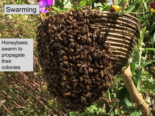 Honeybees
swarm to
propagate
their
colonies
Swarming
26
 