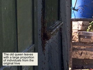 The old queen leaves
with a large proportion
of individuals from the
original hive
27
 