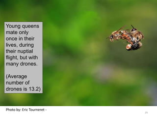 Photo by: Eric Tourneret -
Young queens
mate only
once in their
lives, during
their nuptial
flight, but with
many drones.
(Average
number of
drones is 13.2)
29
 