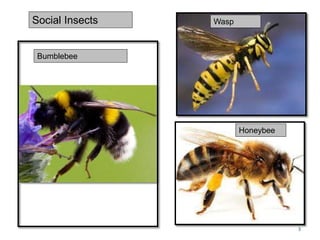 Social Insects
Bumblebee
Wasp
Honeybee
3
 