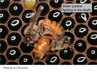 Photo by: Eric Tourneret -
Sister queens
fighting to the death
30
 