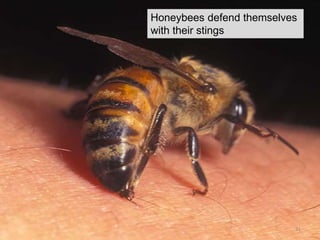 Honeybees defend themselves
with their stings
31
 