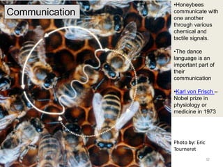 Photo by: Eric
Tourneret
•Honeybees
communicate with
one another
through various
chemical and
tactile signals.
•The dance
language is an
important part of
their
communication
•Karl von Frisch –
Nobel prize in
physiology or
medicine in 1973
Communication
32
 