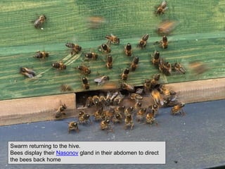 Swarm returning to the hive.
Bees display their Nasonov gland in their abdomen to direct
the bees back home 33
 